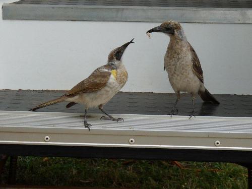 Grey-crowned babbler